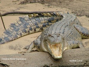 Daintree River Experience Pic 4