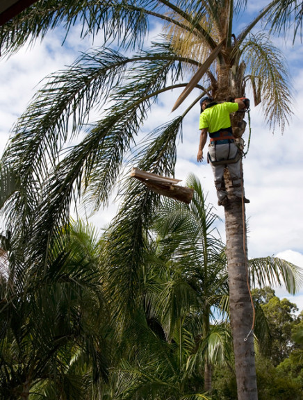 Trees North Pic 2 - Tree Removal Tree Service