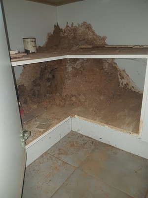 Sunstate Building & Pest Reports Pic 4 - termite sub nest located inside laundry cupboards