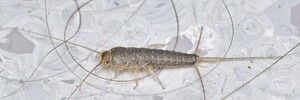 Dudes Silverfish Control Melbourne Pic 2