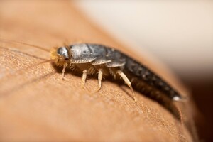 Dudes Silverfish Control Melbourne Pic 3