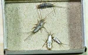 Dudes Silverfish Control Melbourne Pic 4