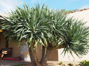 Four Seasons Plants & Garden Decor Pic 4 - Dragon Trees Small to Advanced