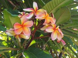 Four Seasons Plants & Garden Decor Pic 5 - Frangipanis small to advanced MANY COLORS available to choose from