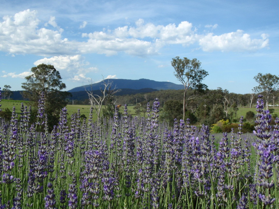 Maryvale Lavender Farm Pic 2