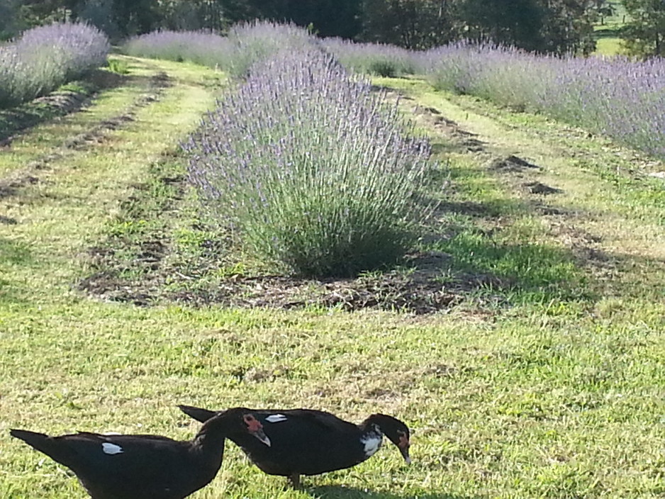 Maryvale Lavender Farm Pic 1