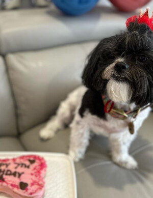 The Pawfect Patisserie Pic 3 - Dog and Birthday Cake