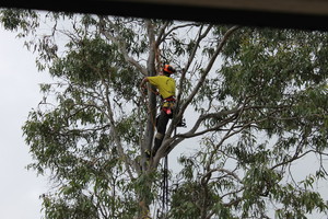 All About Tree Services QLD Pic 2