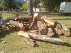 All About Tree Services QLD Pic 5 - Fire wood can be left on site