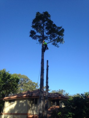 All About Tree Services QLD Pic 3 - No tree too tall