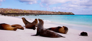 Dreamweaver Travel Group Pic 2 - Seals on the Galapagos Islands