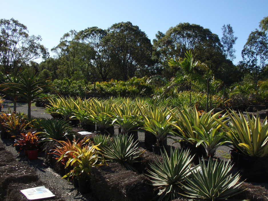All Habitats Tropicals in Rockhampton, QLD, Nurseries & Gardening