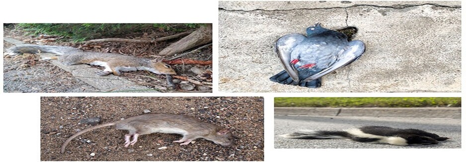 David's Dead Rodent Removal Perth Pic 1