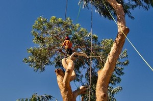 TREES NEED TREE SURGEONS Pic 4 - No cherry picker access no problem we have trained arborists to climb it for you