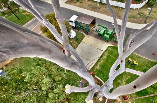 TREES NEED TREE SURGEONS Pic 1 - This is how we see it when we go up