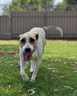 Kip Adelaide North Cat & Dog Boarding Pic 5