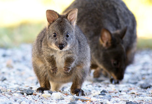 Cradle Mountain Highlanders Cottages Pic 5 - Resident baby pademelon