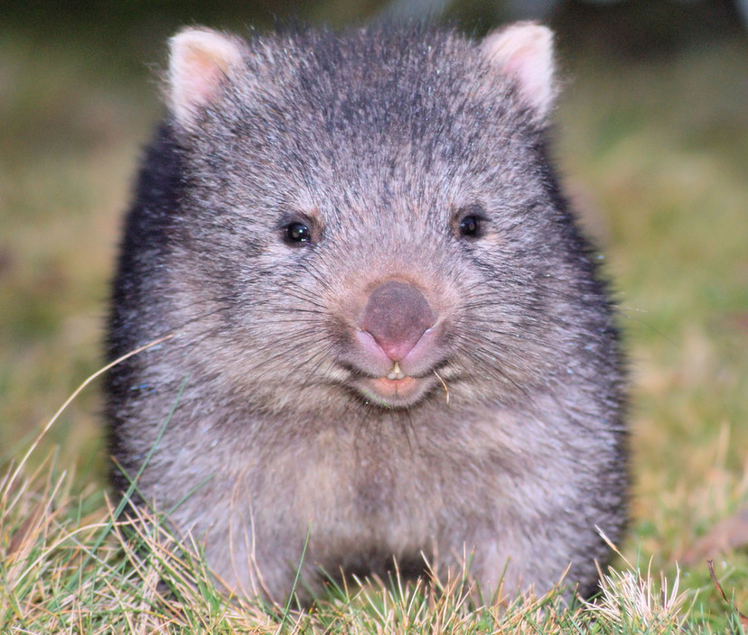 Cradle Mountain Highlanders Cottages Pic 1 - Resident baby wombat