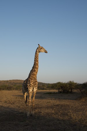 Encompass Africa Pty Ltd Pic 4 - Grace the Giraffe