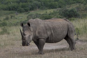 Encompass Africa Pty Ltd Pic 5 - Rhino in Phinda