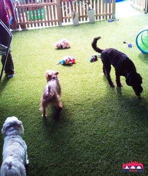 Spoilt Rotten Dogs Pic 5