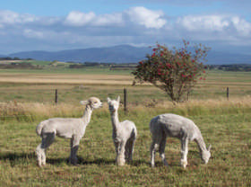 Promhills Cabins Pic 1 - Alpacas