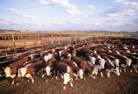 Bond Springs Outback Retreat Pic 1 - Bond Springs Outback Retreat cattle muster