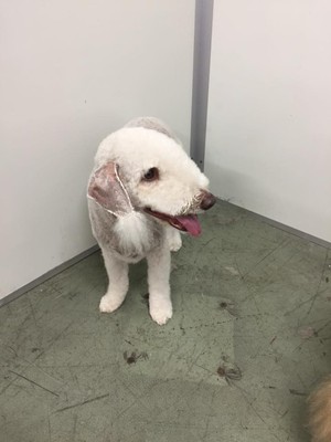 Paws n Claws Grooming Pic 5 - Candy in her breed style clip