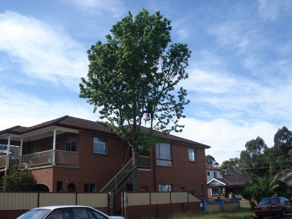 Tree Lopping Casino Nsw Tree Lopping Casino Nsw