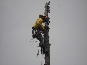 Tree lopping casino nsw lotteries Tree lopping casino nsw lotteries