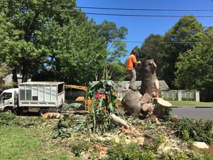 Sydney Tree & Stump Services Pic 2