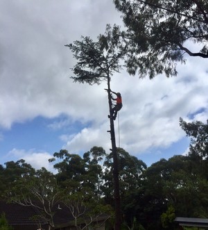 Sydney Tree & Stump Services Pic 3