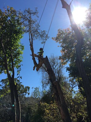 Sydney Tree & Stump Services Pic 4