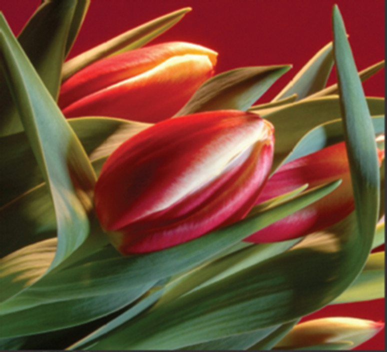 Botanica Zoo in Redcliffe, Brisbane, QLD, Florists TrueLocal