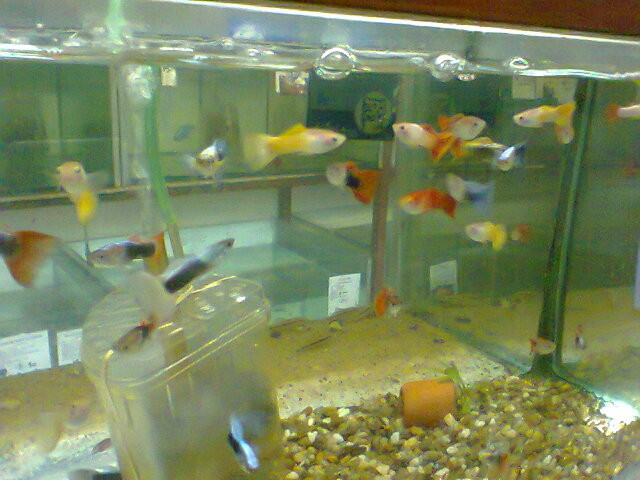 The Pet & Hobby Shop Pic 1 - TROPICAL AND COLDWATER FISH