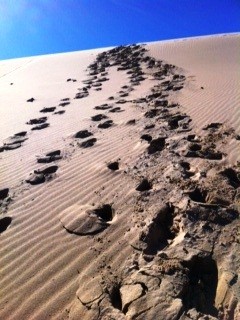 IRON UP FITNESS Pic 1 - CRONULLA SAND DUNES