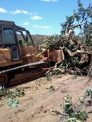 Greg Cummings- Small Dozer Hire Pic 3 - Orchard clearing