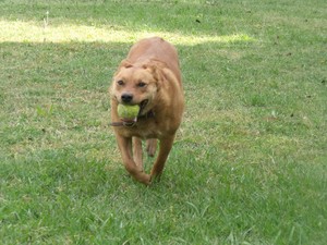 KC's Pets at Home Pic 4 - Cindy