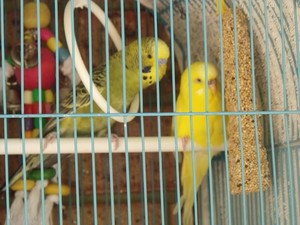 KC's Pets at Home Pic 5 - The budgies