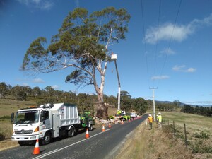 Horizon Tree Service Pic 3 - Gum tree removal Glenora