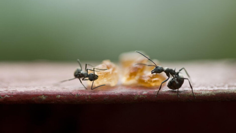 Exit Ant Control Adelaide Pic 1