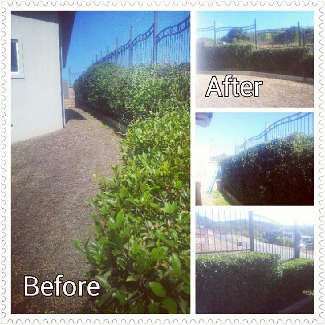 Top Notch Lawn & Gardening Services Pic 1 - Hedging Job