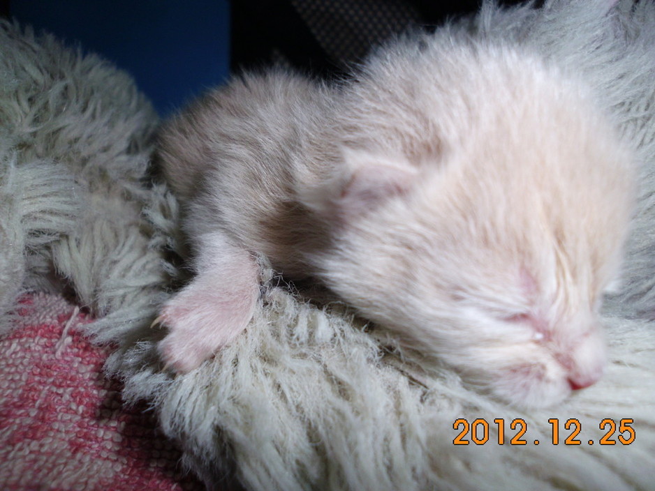 Unweaned Kitten Rescue Network Inc Pic 1 - Breo at six days old