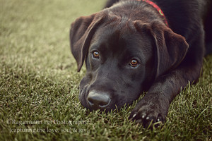 Ragamuffin Pet Photography Pic 3