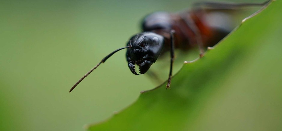 Ant Control Brisbane Pic 1