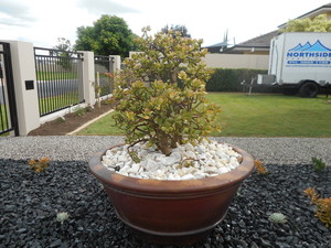 My Garden Rocks Pic 2