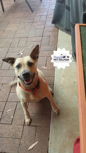 Happy Pet Helpers Pic 4 - Honey the Staffy was a very shy girl but after a few days she was my best friend