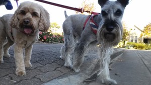 Happy Pet Helpers Pic 5 - Peppa and Shartzi enjoying a 30min walk