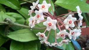 Yard Matters - Garden Maintenance Pic 2 - Hoya grown from a cutting