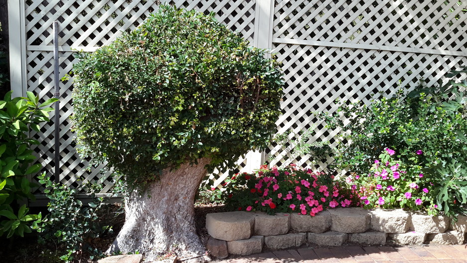 Yard Matters - Garden Maintenance Pic 1 - Pruning of Chinese Elm customer wanted tree to be kept small